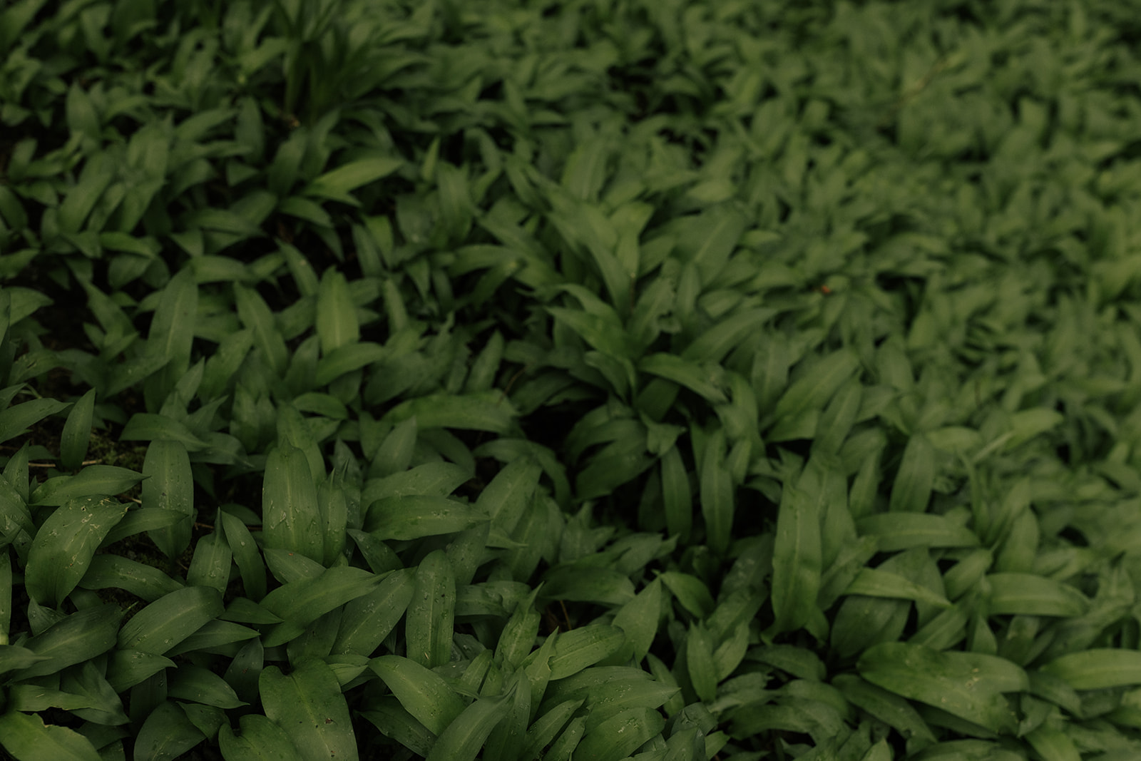 Close-up of wild garlic growing on the Isle of Skye during spring