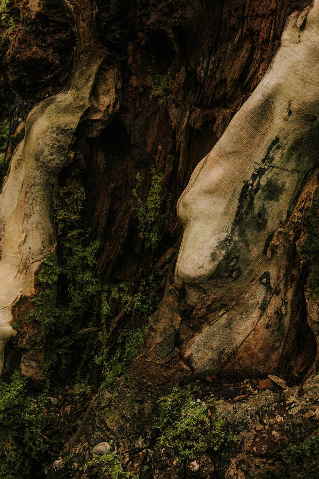 Moss-covered tree trunk in the lush forests of the Isle of Skye