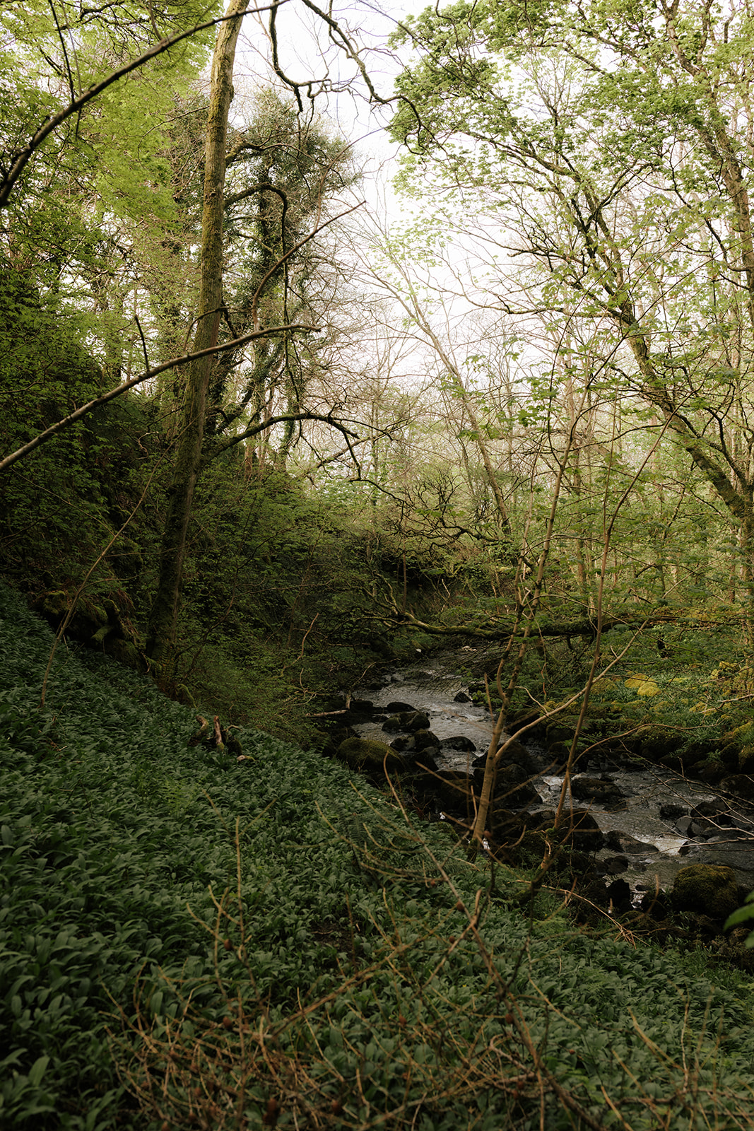 Peaceful river flowing through tree-lined landscape on the Isle of Skye