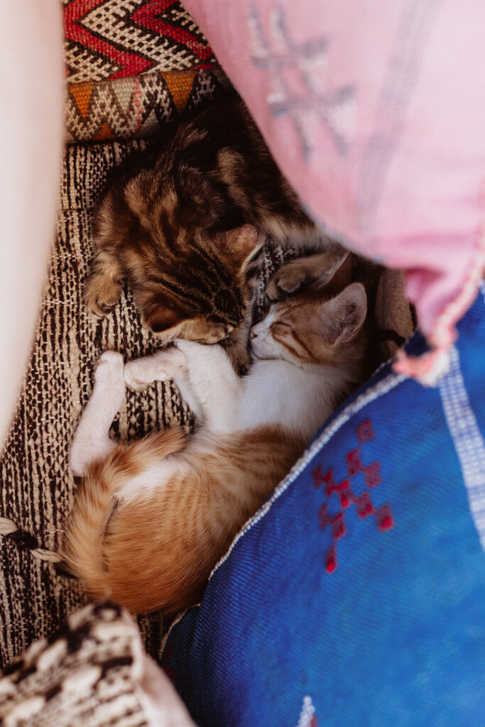 Two kittens curled up on stacked Moroccan rugs in Marrakesh Medina