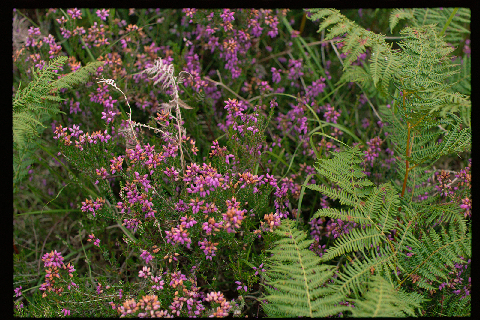 Heather and ferns growing wild on the Isle of Arran on 35mm film