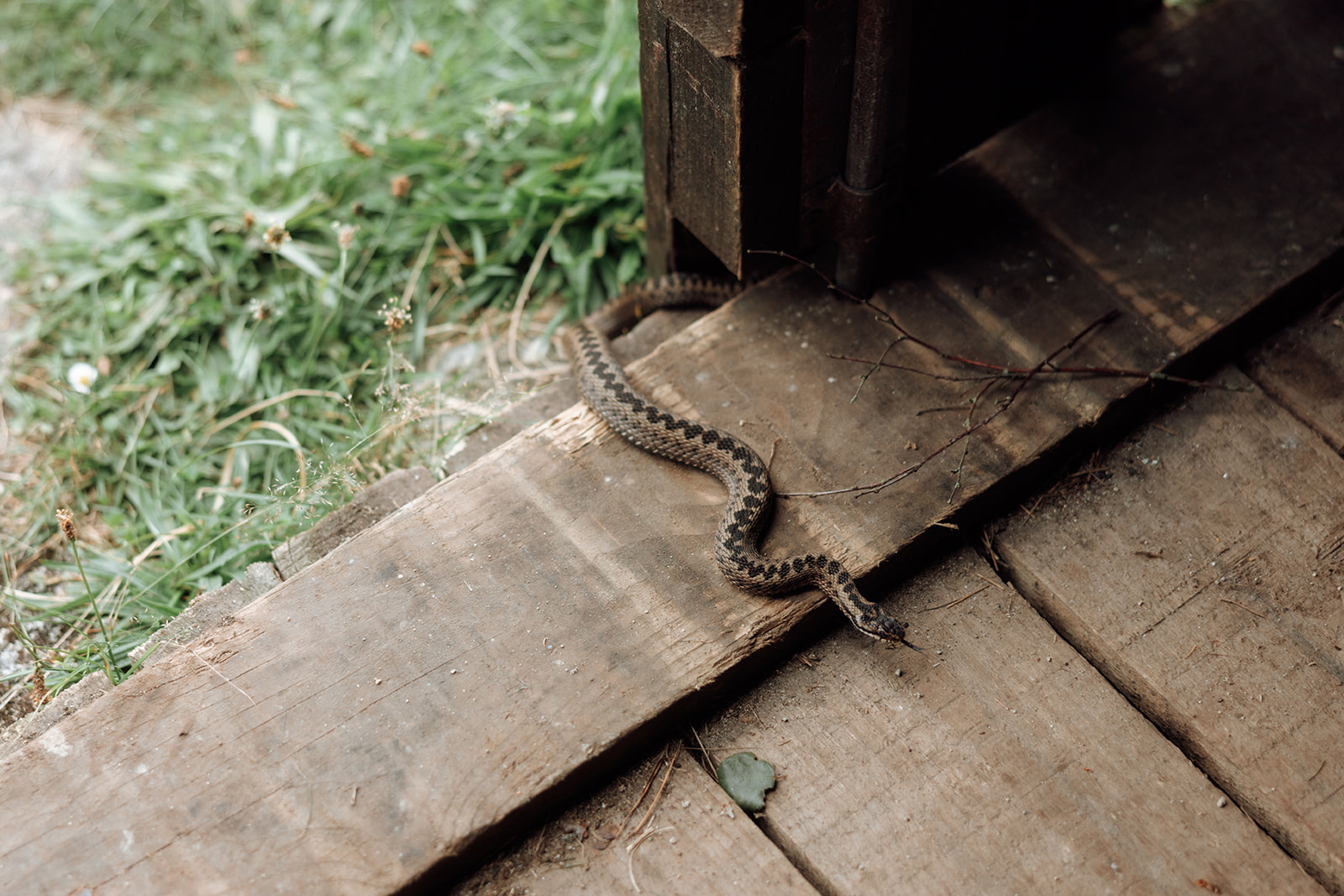 Adder snake on wooden step at Loch Iorsa, Isle of Arran.