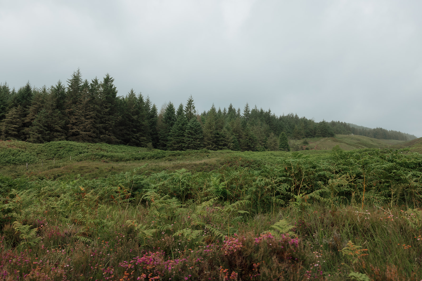 Green forest and hills on the Dougarie Estate, Isle of Arran.