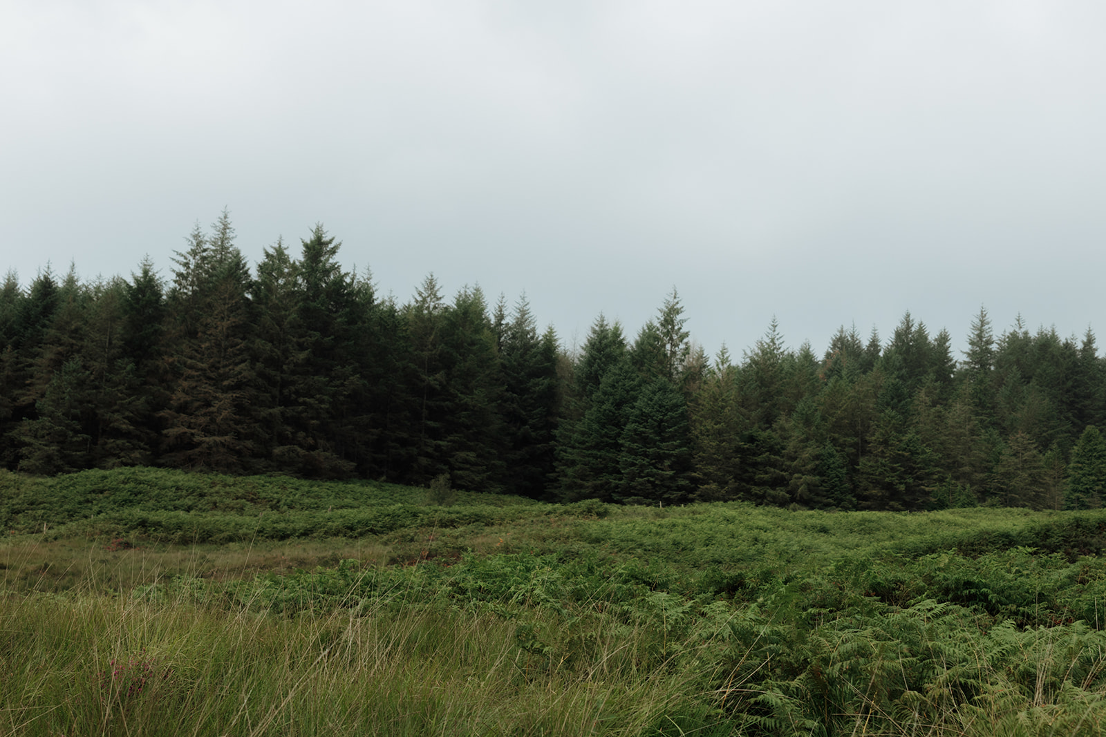 Greenery on the Dougarie Estate, Isle of Arran.