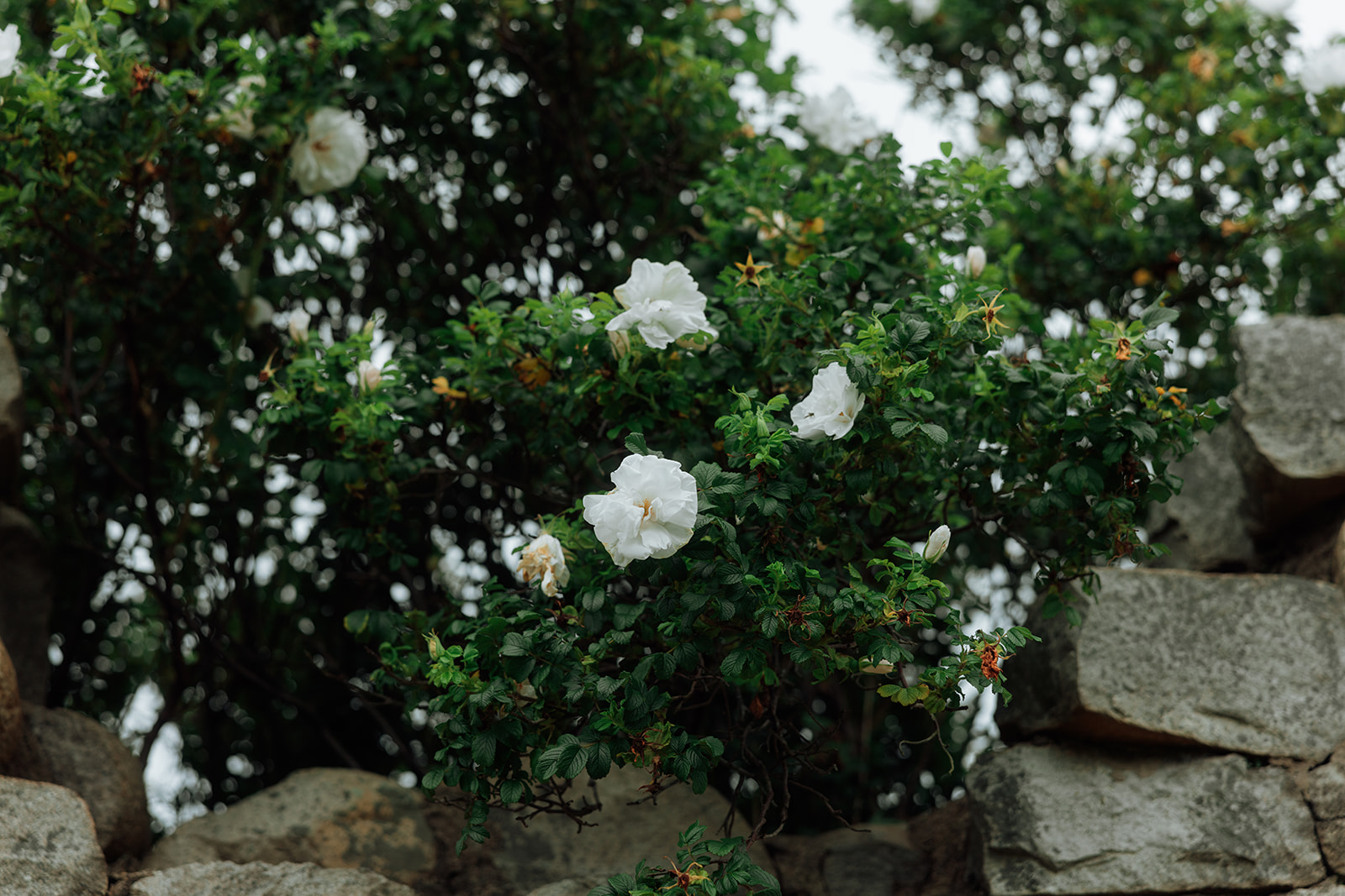 White flowers blooming on bush during Isle of Arran elopement.